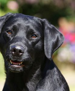 CQ2R7450 Retriever – Black Labrador