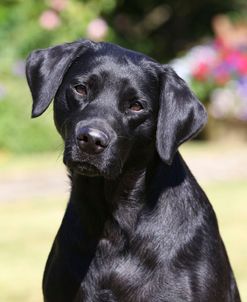 CQ2R7453 Retriever – Black Labrador