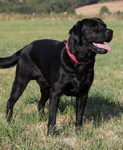 CQ2R0962 Retriever – Black Labrador
