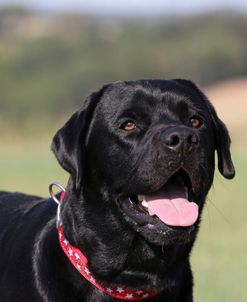 CQ2R0970 Retriever – Black Labrador