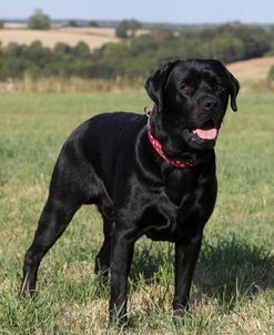 CQ2R0973 Retriever – Black Labrador