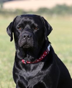 CQ2R1036 Retriever – Black Labrador