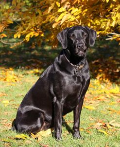 CQ2R9339A Retriever – Black Labrador