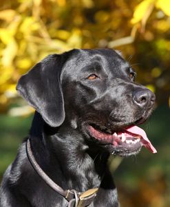 CQ2R9346A Retriever – Black Labrador