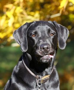 CQ2R9353 Retriever – Black Labrador