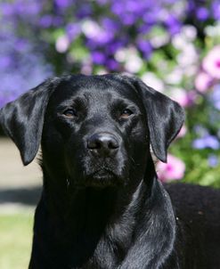 XR9C2051 Retriever – Black Labrador