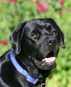 XR9C2057A Retriever – Black Labrador