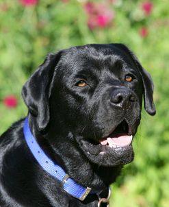 XR9C2057A Retriever – Black Labrador