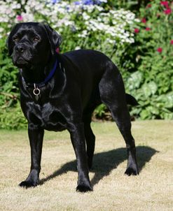 XR9C2069B Retriever – Black Labrador