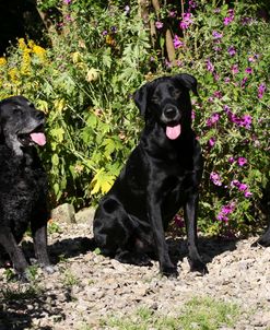 CQ2R7532 Retriever – Black Labrador