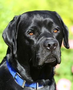 CQ2R7730 Retriever – Black Labrador