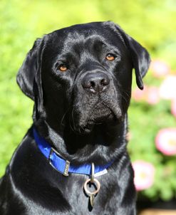 CQ2R7738 Retriever – Black Labrador