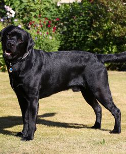CQ2R7754 Retriever – Black Labrador