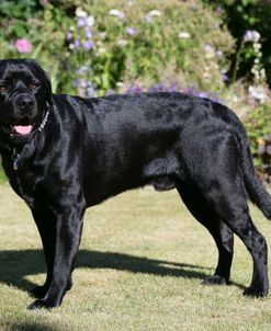 XR9C2099 Retriever – Black Labrador