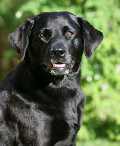 XR9C2278 Retriever – Black Labrador