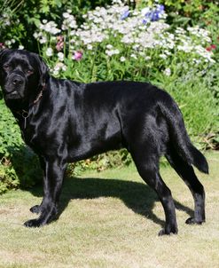 XR9C2074B Retriever – Black Labrador