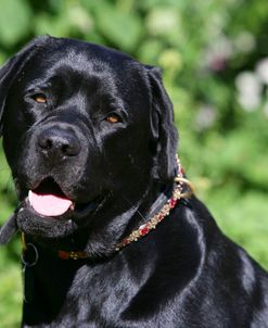 XR9C2079 Retriever – Black Labrador