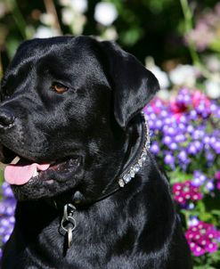 XR9C2085 Retriever – Black Labrador