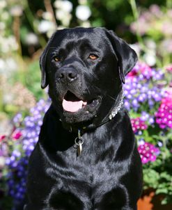 XR9C2089 Retriever – Black Labrador