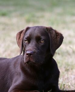 AY3V6905 Retriever – Chocolate Labrador