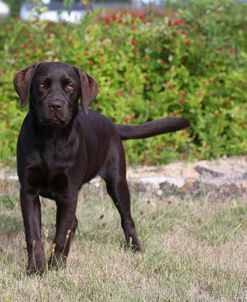 AY3V6918 Retriever – Chocolate Labrador