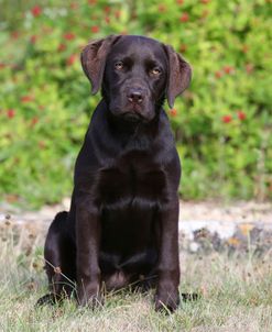 AY3V6928 Retriever – Chocolate Labrador