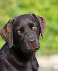 AY3V6934 Retriever – Chocolate Labrador