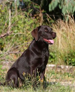 AY3V6937 Retriever – Chocolate Labrador