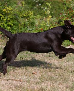 AY3V6975 Retriever – Chocolate Labrador