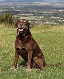 790A2135 Retriever – Chocolate Labrador