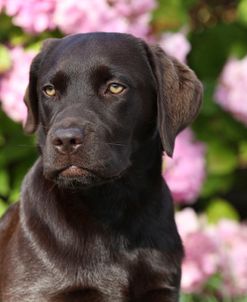 CQ2R0885 Retriever – Chocolate Labrador