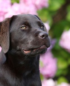 CQ2R0897 Retriever – Chocolate Labrador