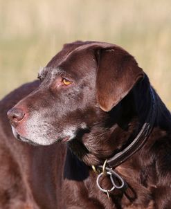 CQ2R4534 Retriever – Chocolate Labrador