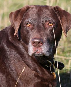 CQ2R4546 Retriever – Chocolate Labrador