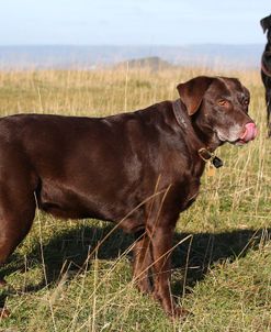 CQ2R4550 Retriever – Labrador