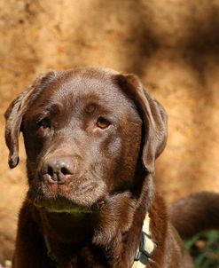 CQ2R8335 Retriever – Chocolate Labrador