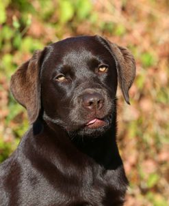 AY3V7005 Retriever – Chocolate Labrador