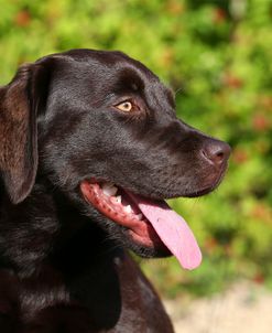 AY3V7013 Retriever – Chocolate Labrador