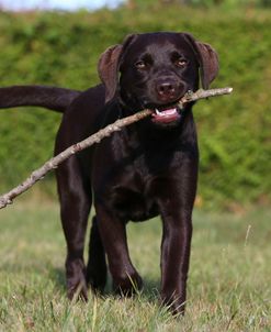 AY3V7050 Retriever – Chocolate Labrador