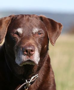 CQ2R0579 Retriever – Chocolate Labrador
