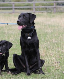 790A1181 Retriever – Black Labrador