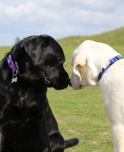 790A2196 Retriever – Yellow Labrador