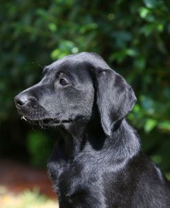 AY3V0114 Retriever – Black Labrador