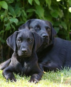 AY3V0268 Retriever – Black Labrador