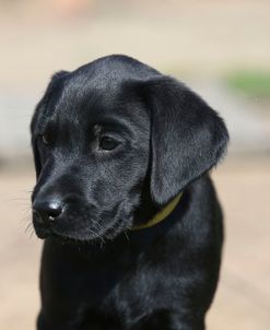 AY3V4597 Retriever – Black Labrador