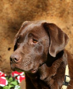 CQ2R8341 Retriever – Chocolate Labrador