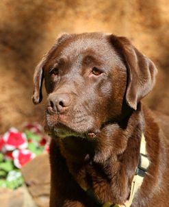 CQ2R8344 Retriever – Chocolate Labrador