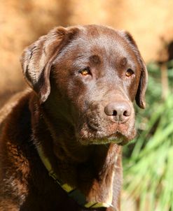 CQ2R8345 Retriever – Chocolate Labrador