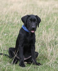 790A1176 Retriever – Black Labrador