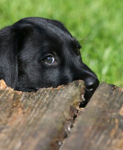 AY3V4985 Retriever – Black Labrador